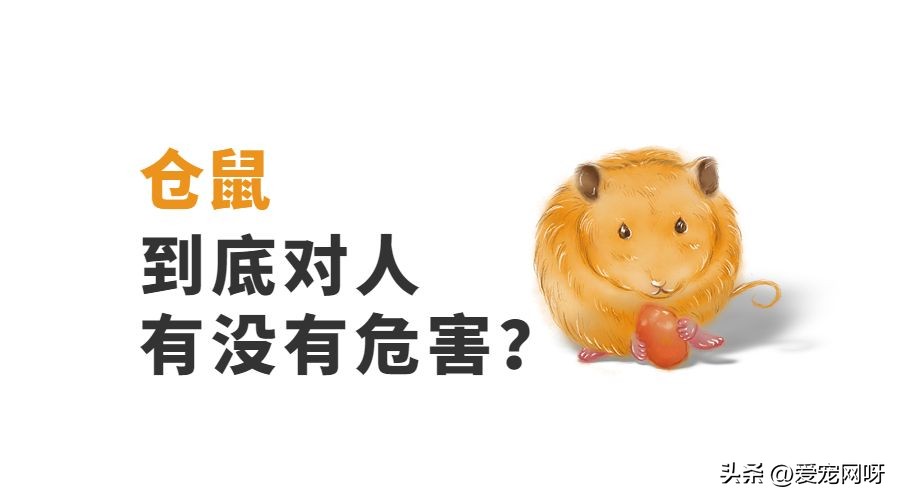 小仓鼠身上的细菌对人体有危害吗,榉木对仓鼠有危害吗