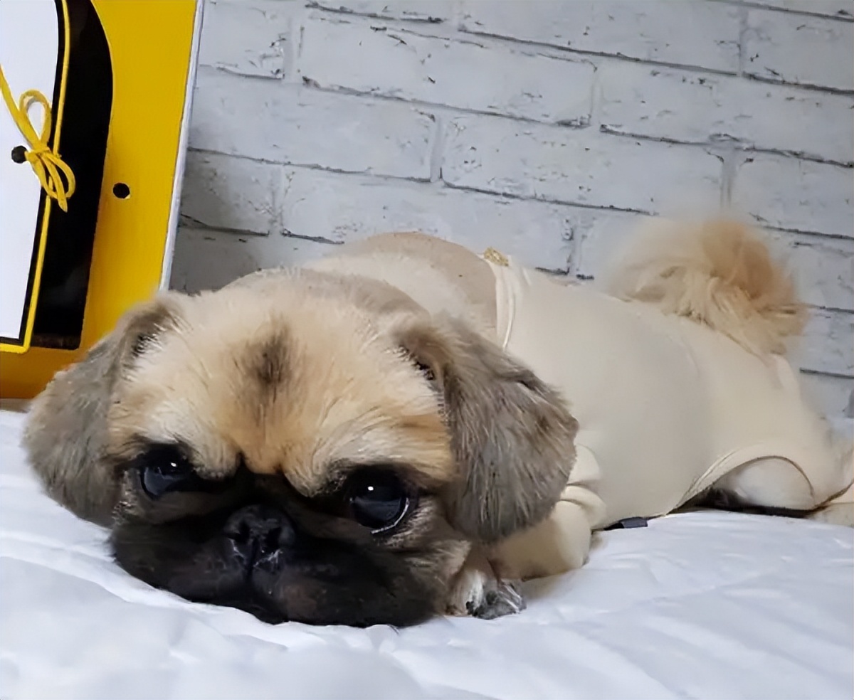 狗狗为什么会叫救命,狗狗表示救命是怎么表示的