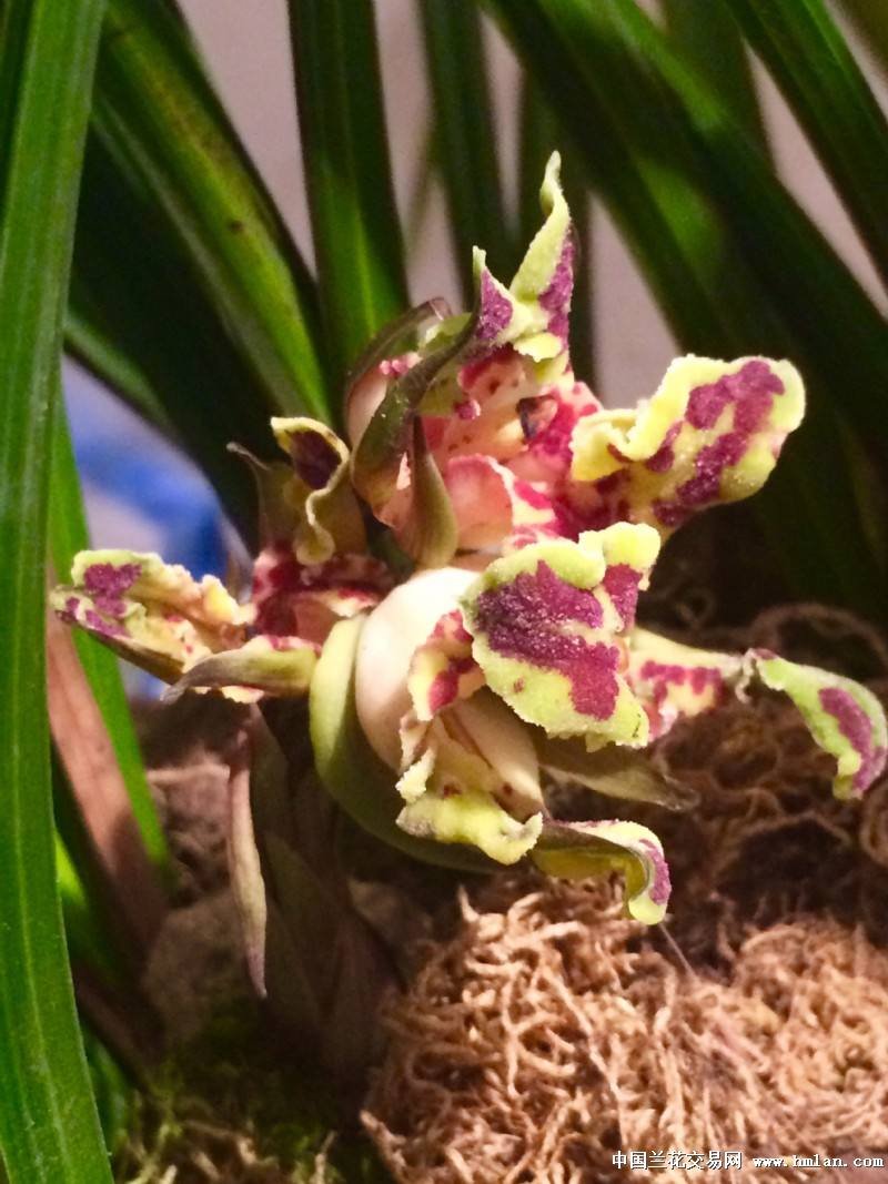 最便宜的蕙兰多少钱一株,一盆蕙兰在市面上值多少钱