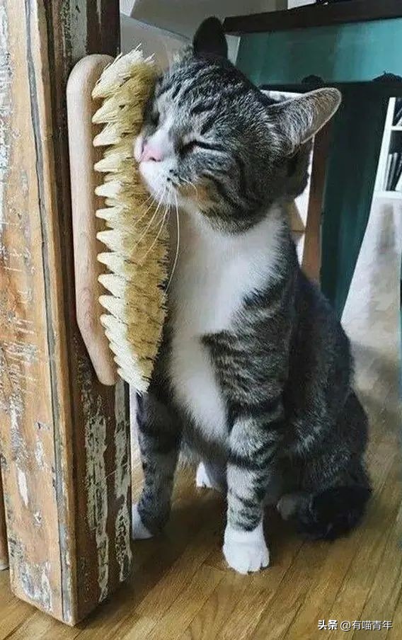 养猫的100个怪癖,养猫变态