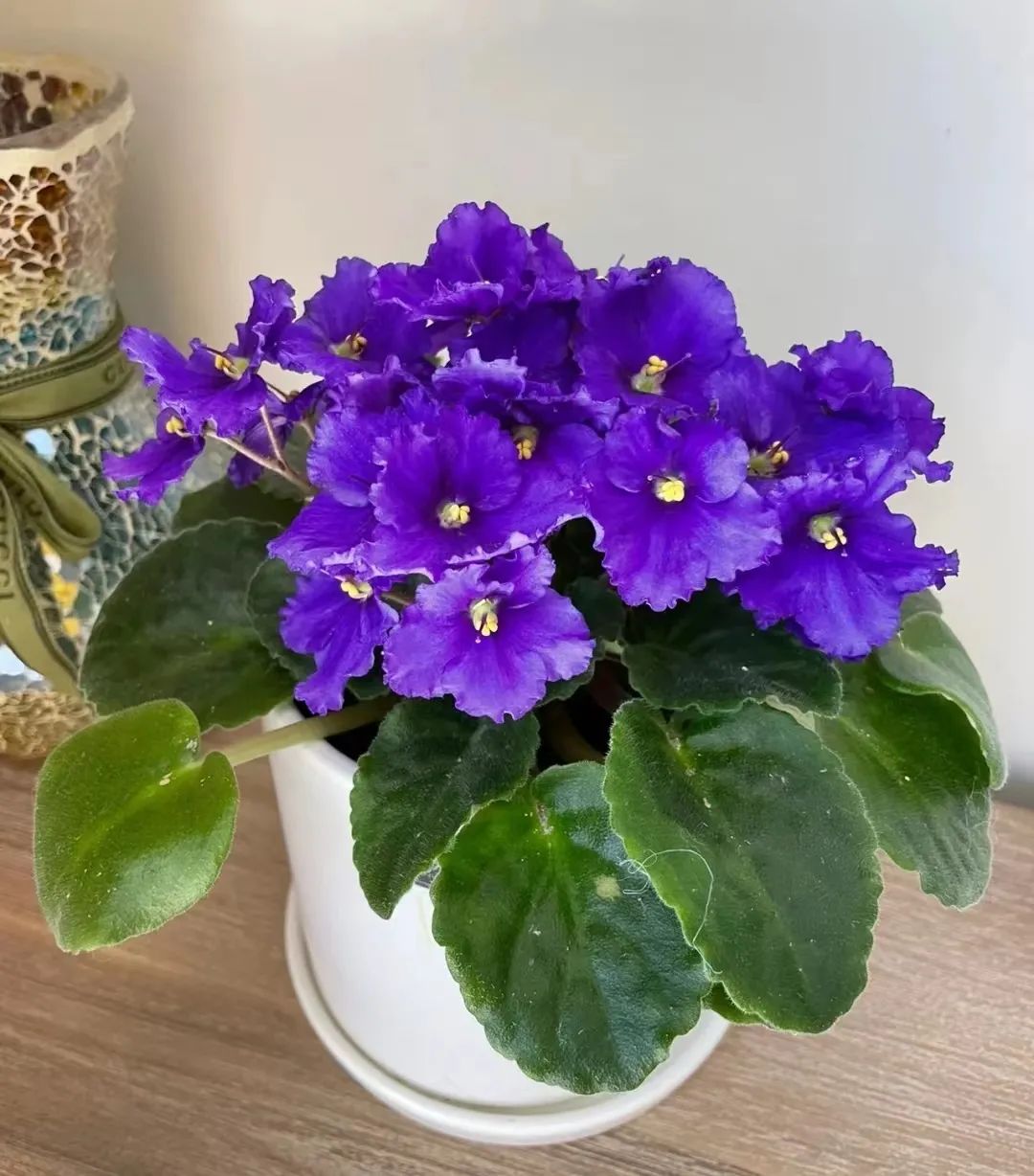 30款经典蓝紫色开花植物!别拉我,就让我坠入这梦幻的漩涡