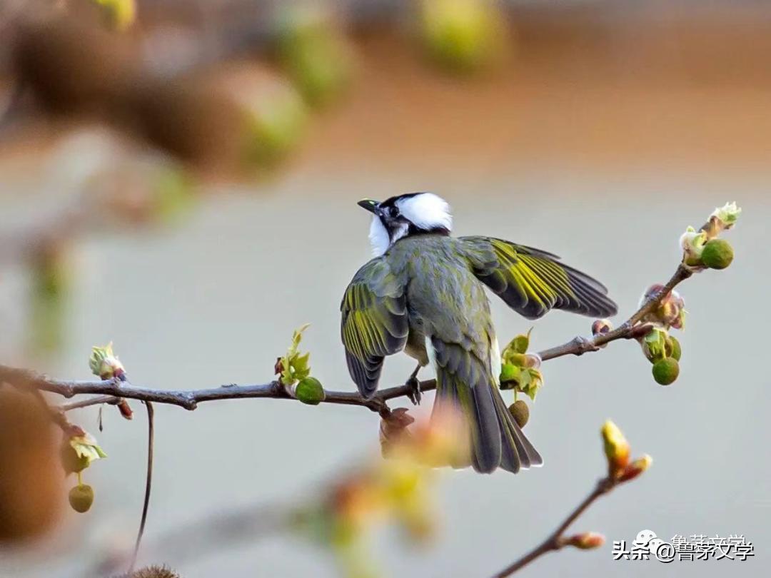 散文作家苏沧桑,冬酿散文