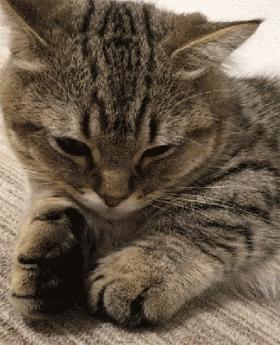 最值得推荐养的几种猫,中华田园猫12个品种图哪个最好养