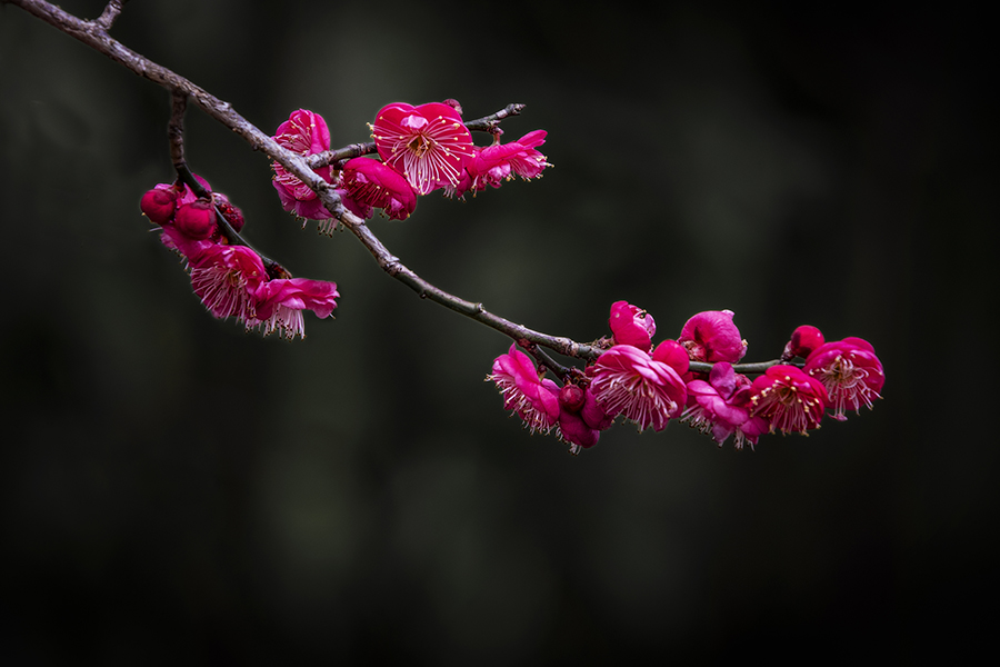 春色满园关不住表达什么之情,满园春色关不住一枝红杏是啥意思