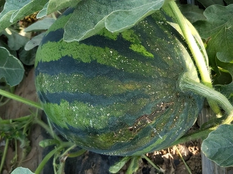 西瓜阴皮病防治特效药,防治西瓜阴皮病用什么药