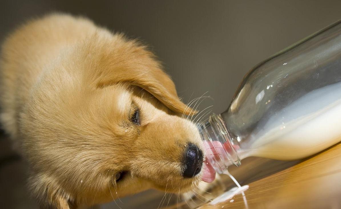 狗狗不吃食怎么办用什么药,狗狗不吃食怎么办