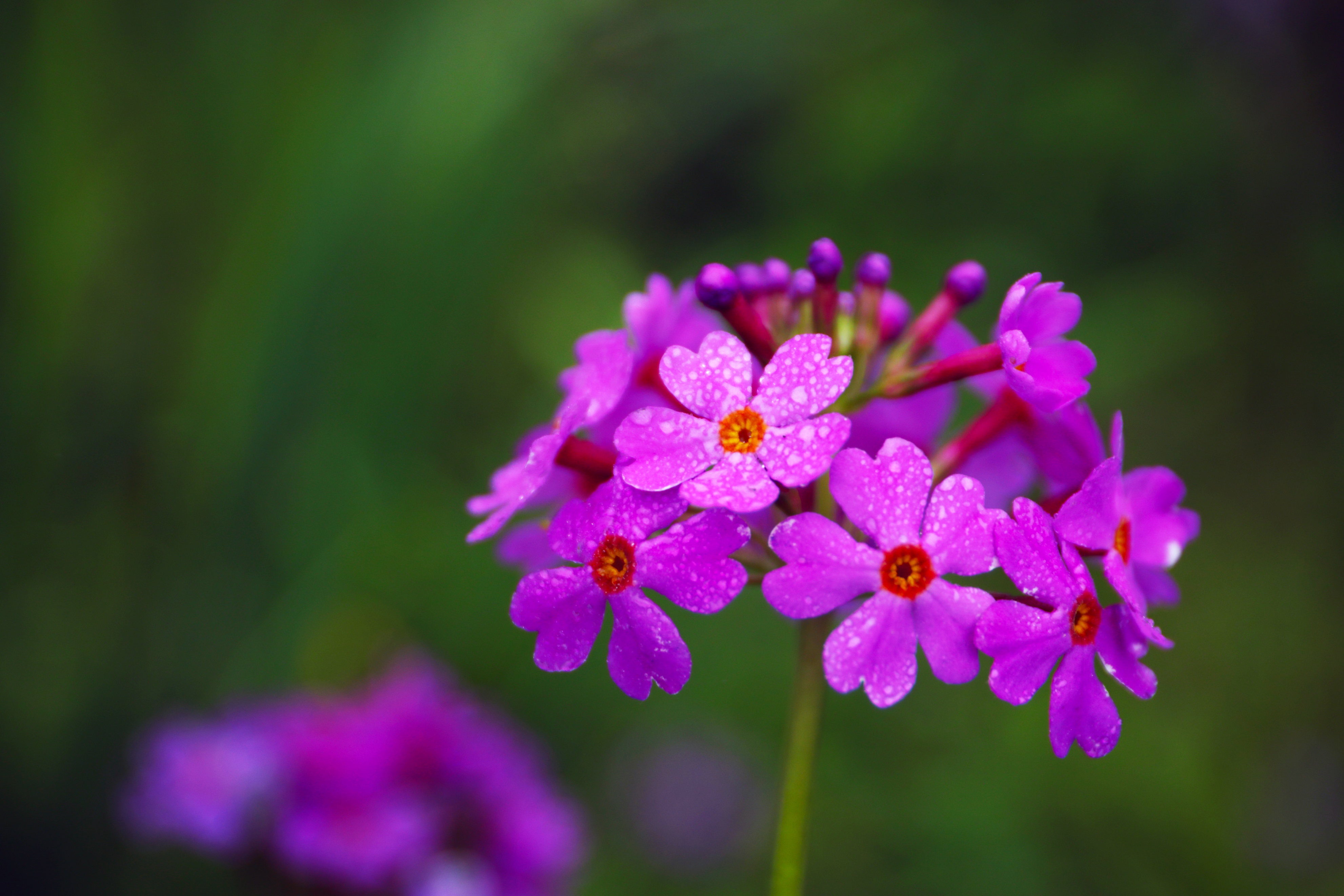 五四青年节致老青年们的图片,祝福五四青年节的图