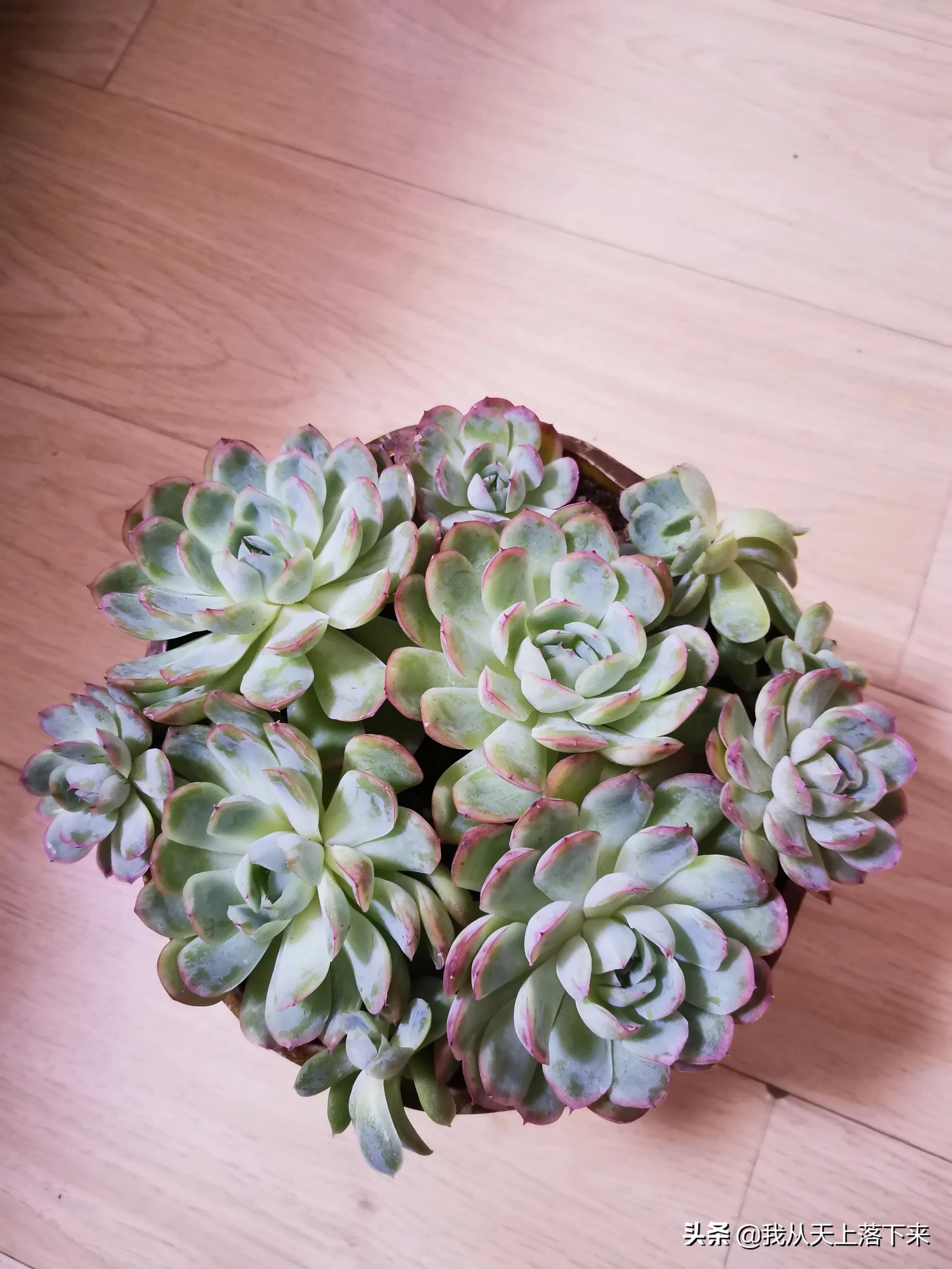 多肉品种及图片大全欣赏,多肉品种辨别图片大全欣赏