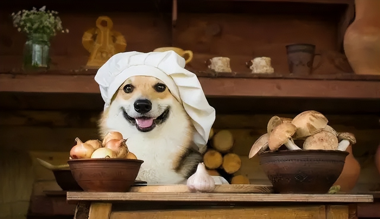 养狗人必看篇：帮你挑选一款性价比高的狗粮！赶紧收藏起来吧！