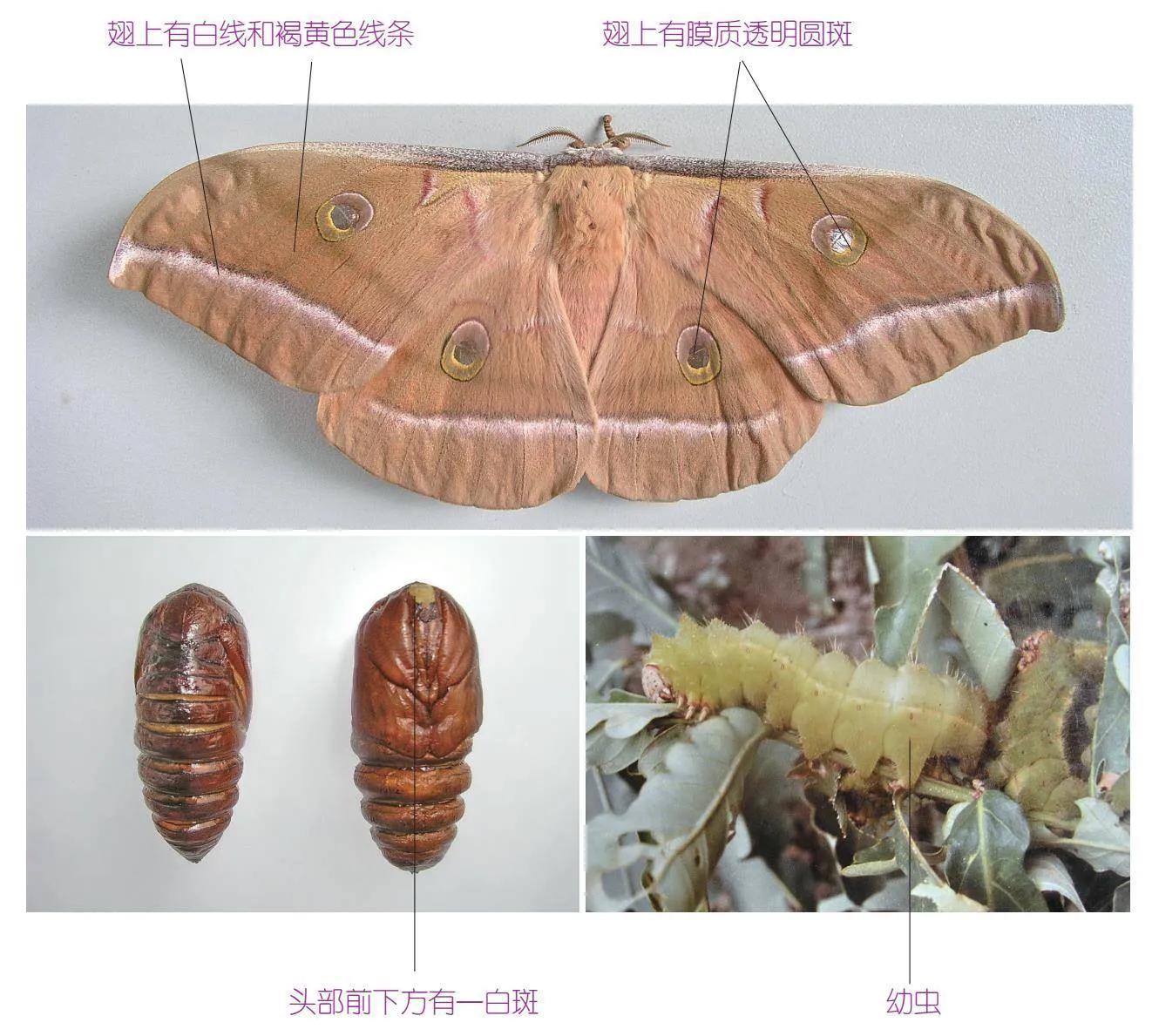 32种昆虫简介思维导图,32种食用植物