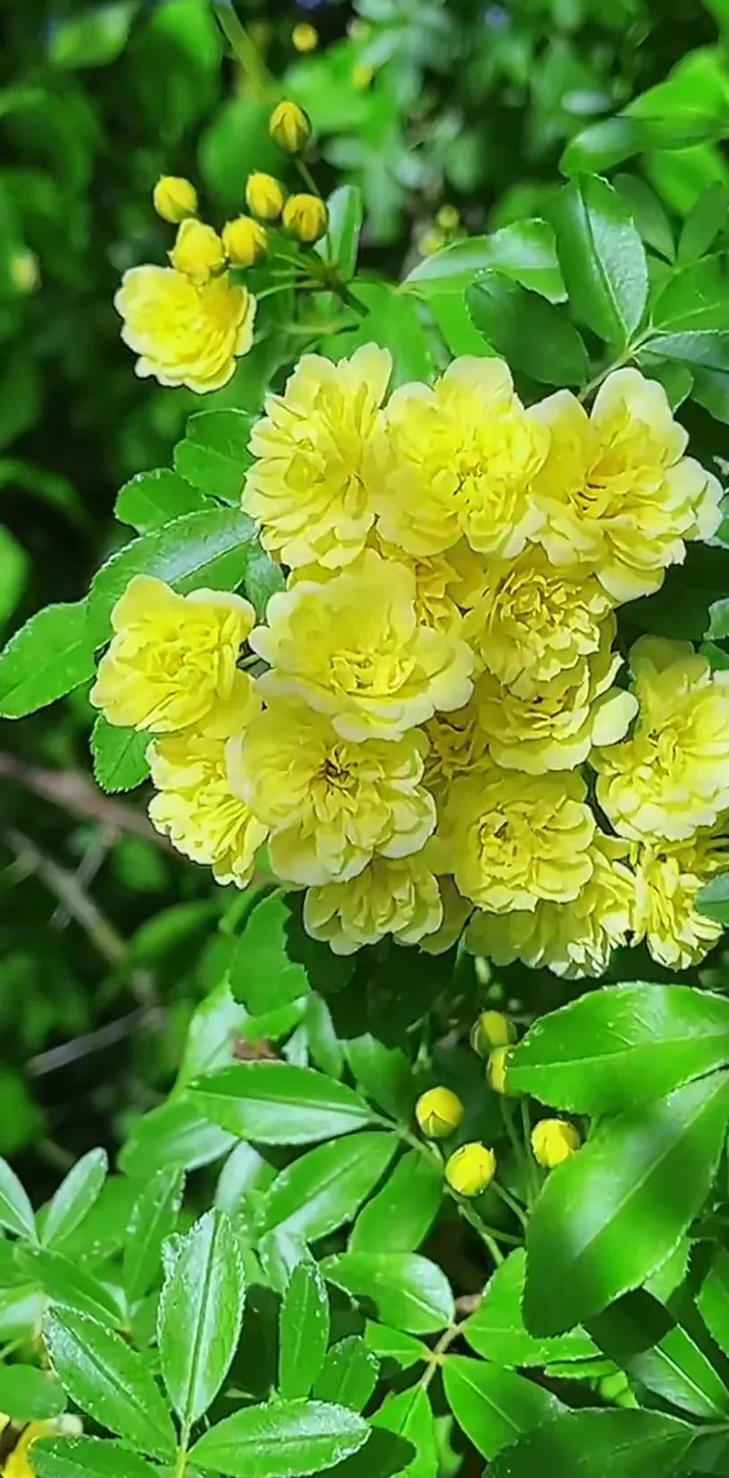 黄木香花的图片大全欣赏,怡人木香花图片欣赏