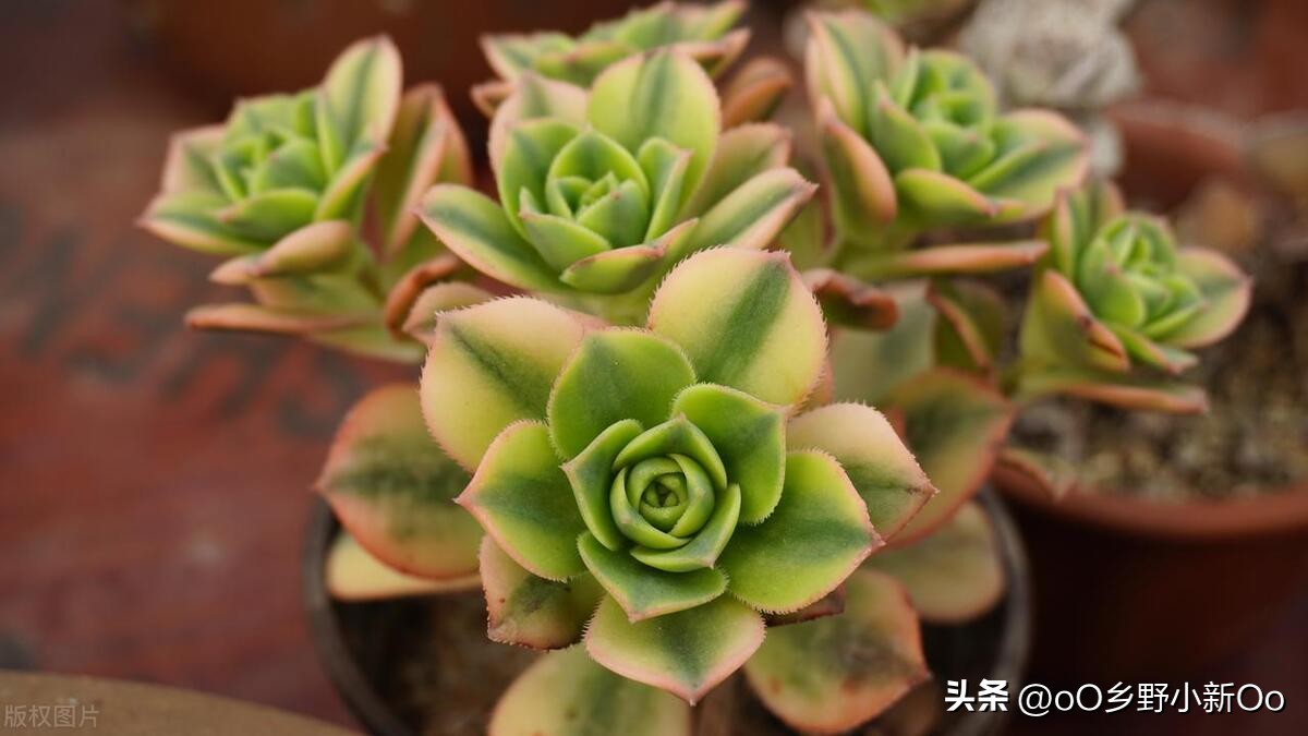 多肉长白色霉菌可以用酒精杀菌吗,多肉植物长白色点点和黑色霉菌