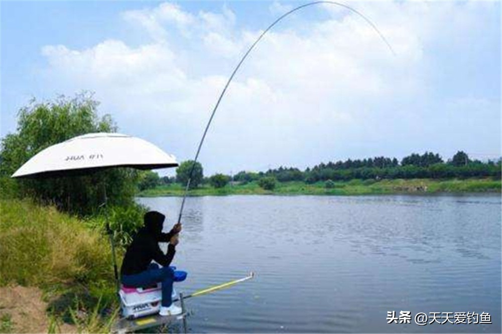 野钓没遇到过鲢鳙,野钓没上一条鱼