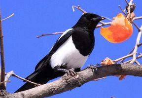 面包夹知识,面包夹心冷知识