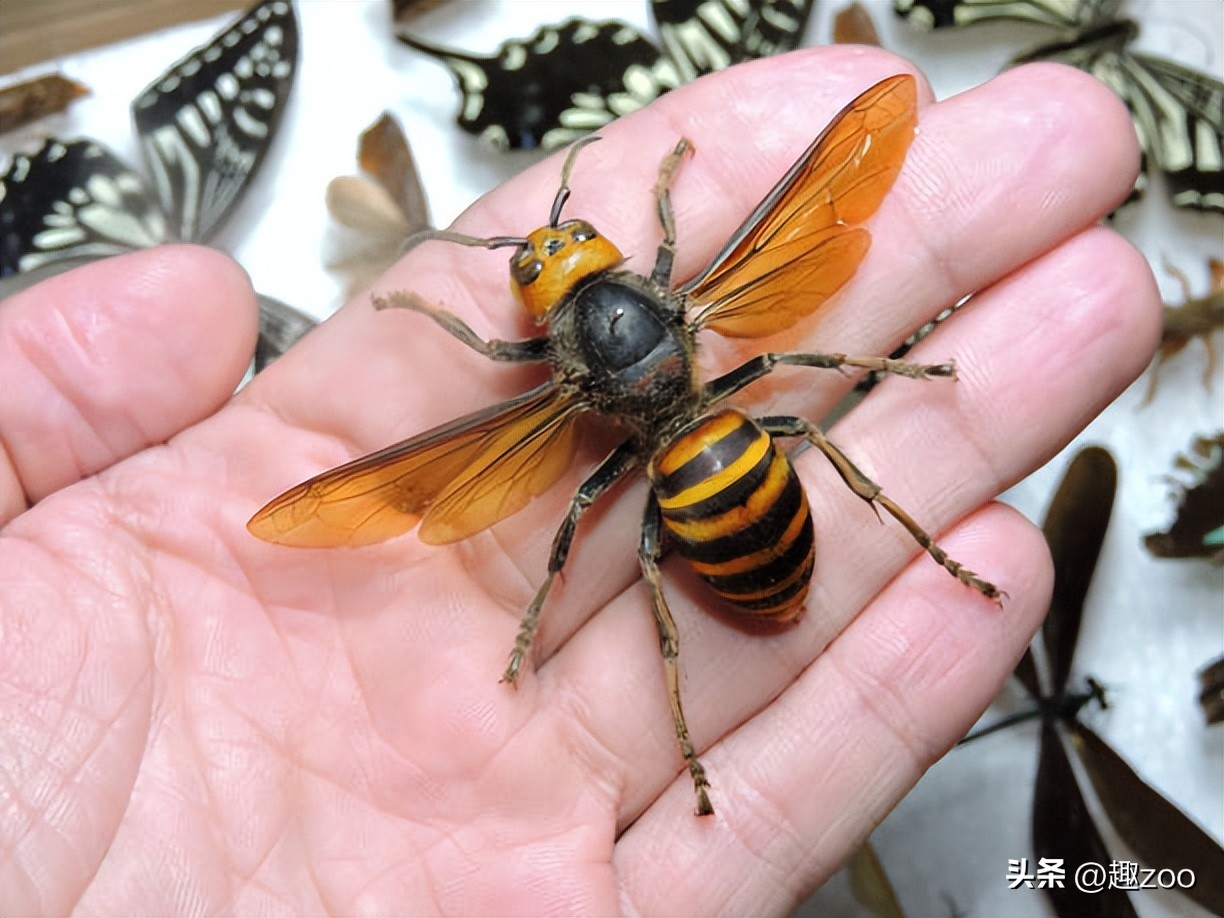 世界上最危险的蜂类,世界上最毒的蜂排名