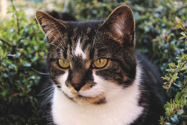 宠物空气净化器和普通净化器区别,空气净化器家用宠物除臭杀菌