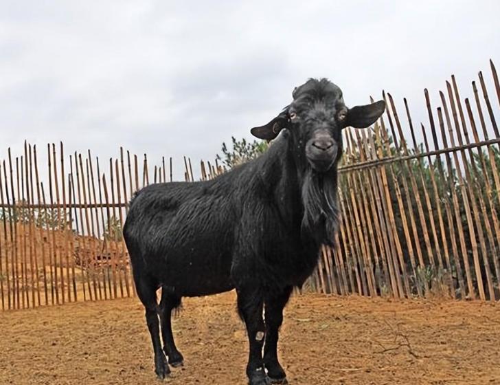 小伙放弃打工到大山里养殖,小伙放弃百万年薪转行回乡养猪