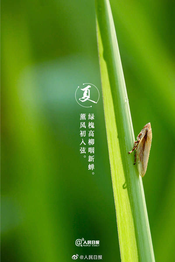 共赏夏日美景诗词,关于夏日风景的古诗名句