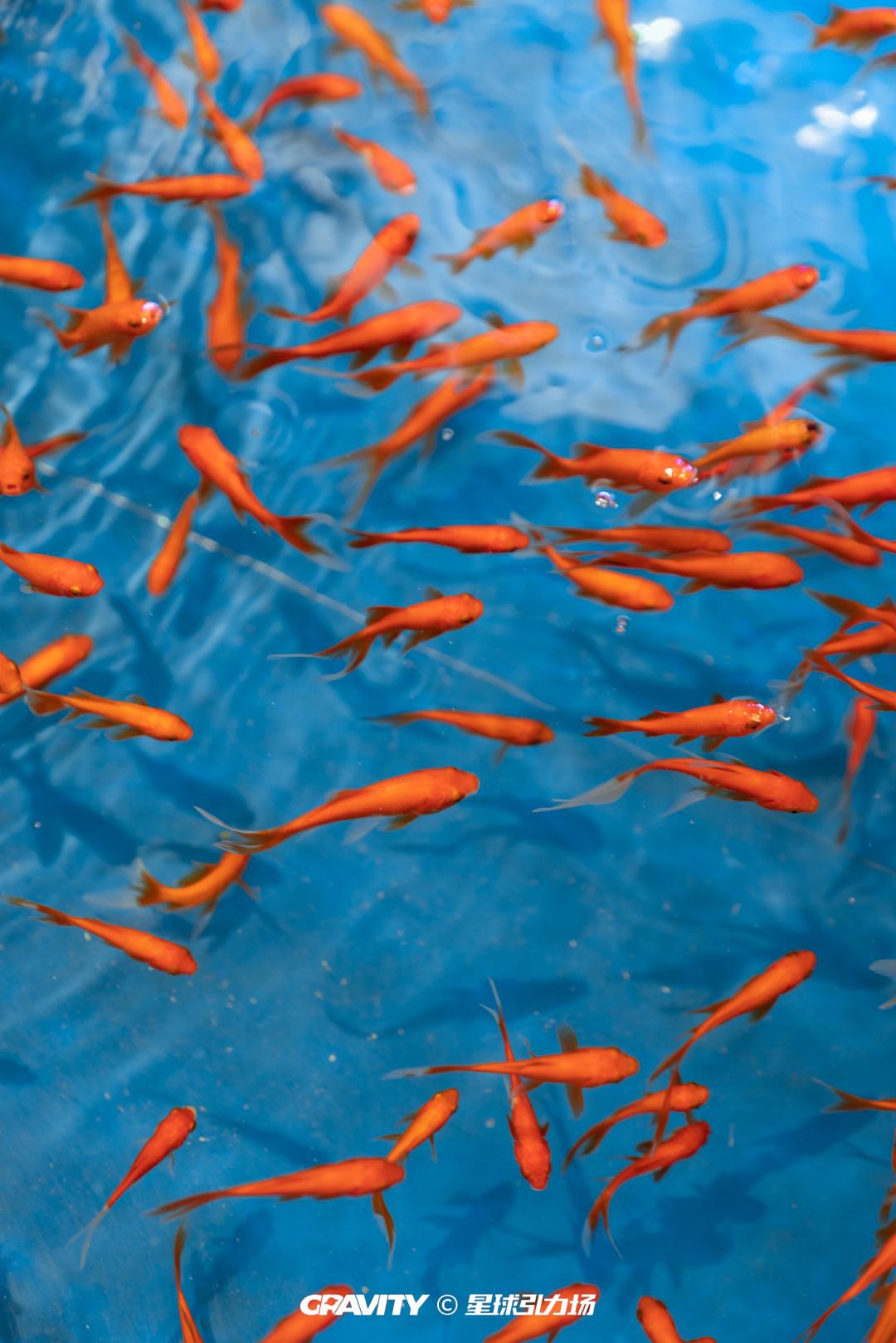 长沙隐藏在大山里的世外桃源,长沙隐藏夜景