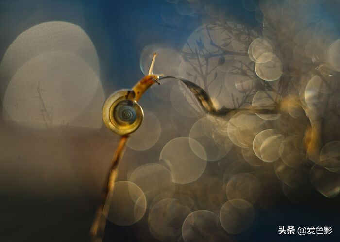 光影斑驳中，长笑蜗牛戴屋行