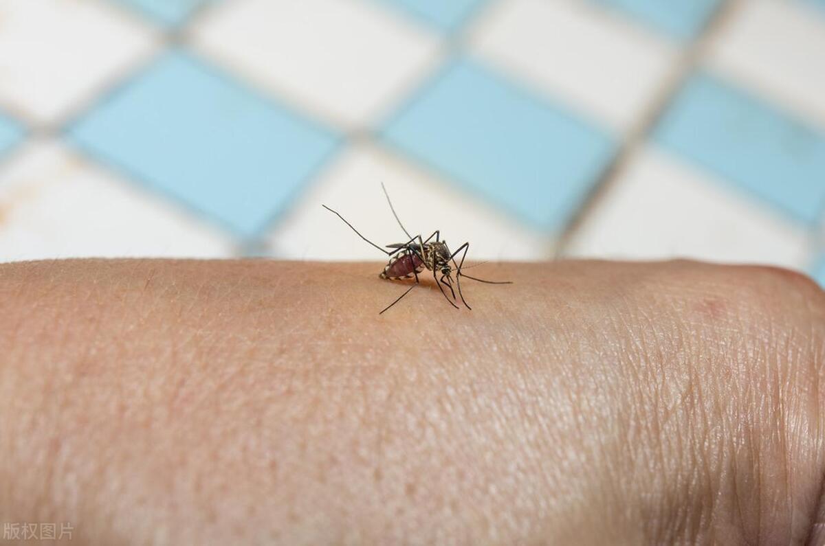 怎么快速找到屋里的蚊子,怎么快速找到家里的蚊子