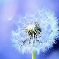 花无名分胜名花野陌荒坡艳似霞，莫笑卑微白头叟，心怀梦想走天涯