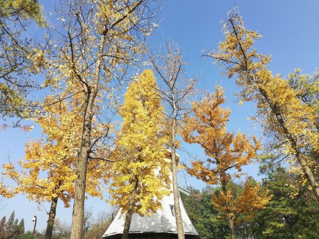 杭州周边赏秋好去处,杭州赏秋最佳攻略