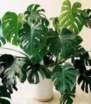 什么绿植除甲醛净化空气比较好,什么样的花草最吸甲醛能净化空气