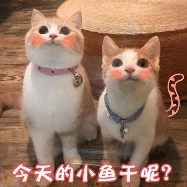 猫咪声音嘶哑的视频,猫咪声音嘶哑干呕没精神