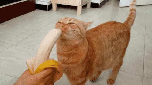 猫咪高冷不粘人见人就跑,猫咪高冷表现很淡定自如