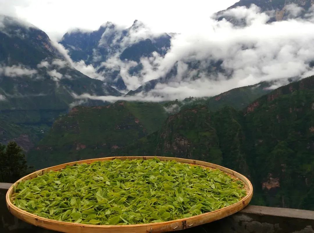 茶马古道滇茶古韵,茶马古道普洱烟茶