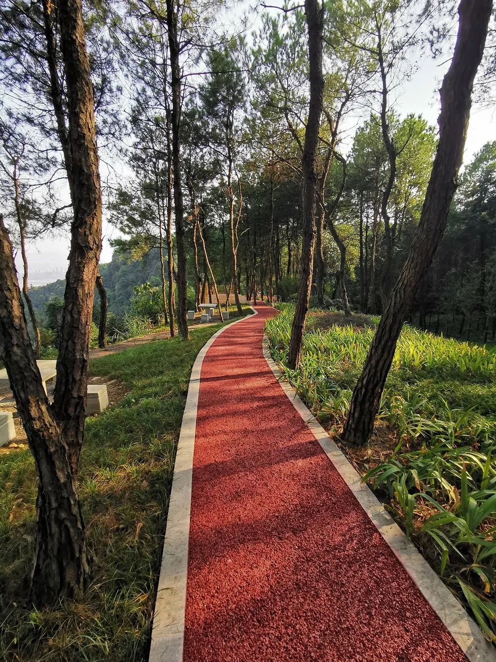 漫步山林空气清新,重庆森林步道