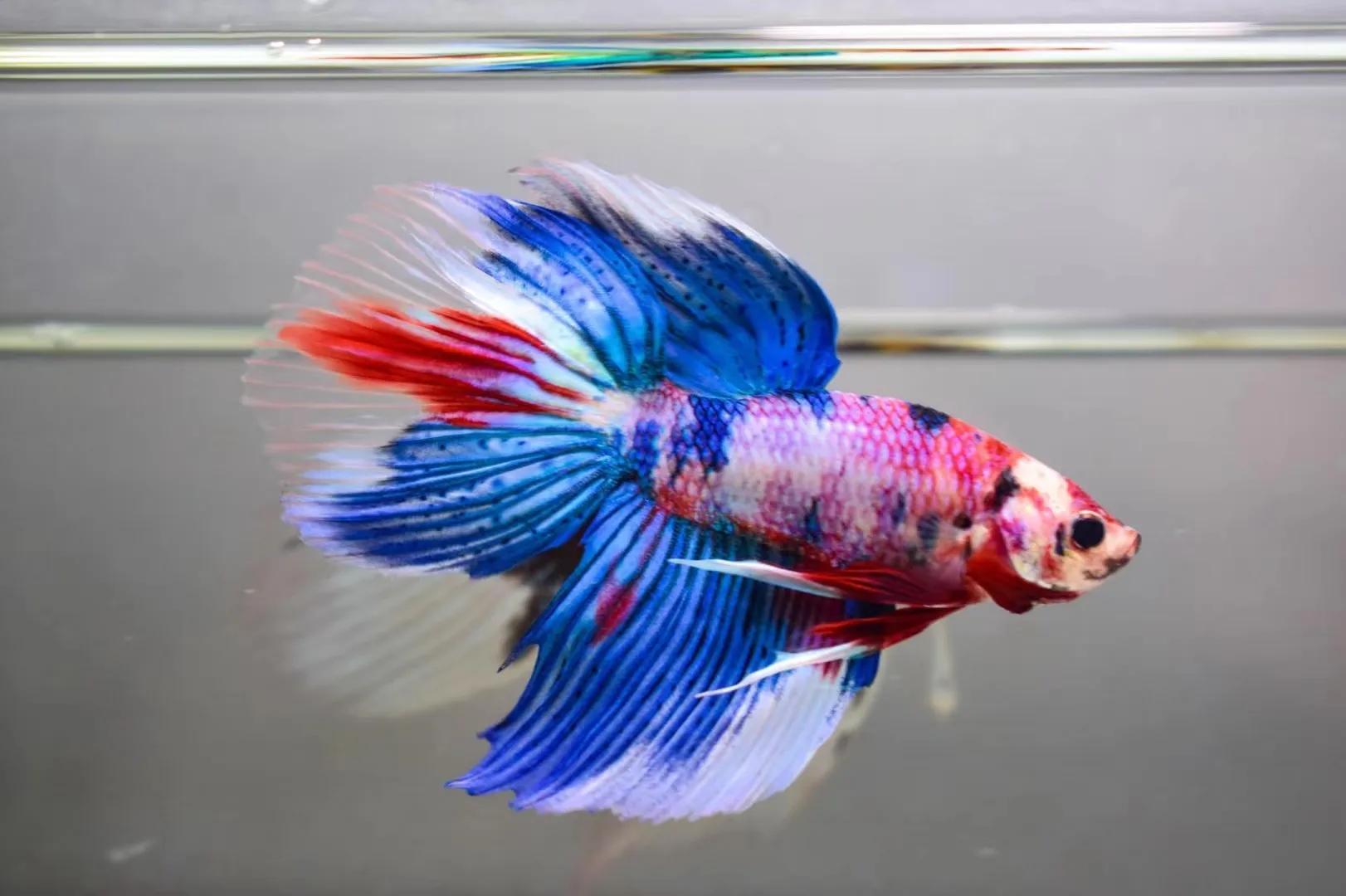 中国斗鱼vs泰国斗鱼的价格,圆尾斗鱼能和泰国斗鱼杂交吗