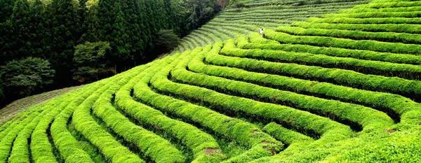 世界上有哪些茶文化,世界上有哪些国家喝茶叶