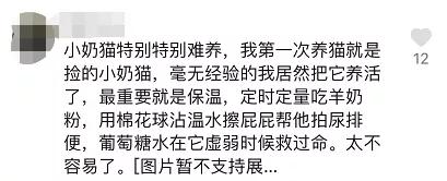 养小奶猫需要准备什么用品,家猫小奶猫怎么养活