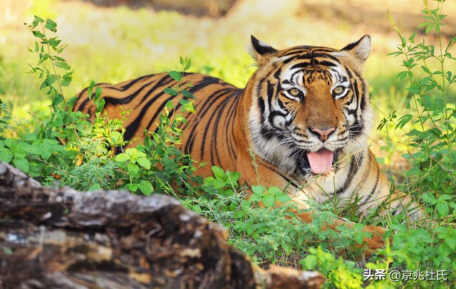 罕见！一头“牛魔王”闯入农户牛圈，体重达1吨，且能打败老虎？