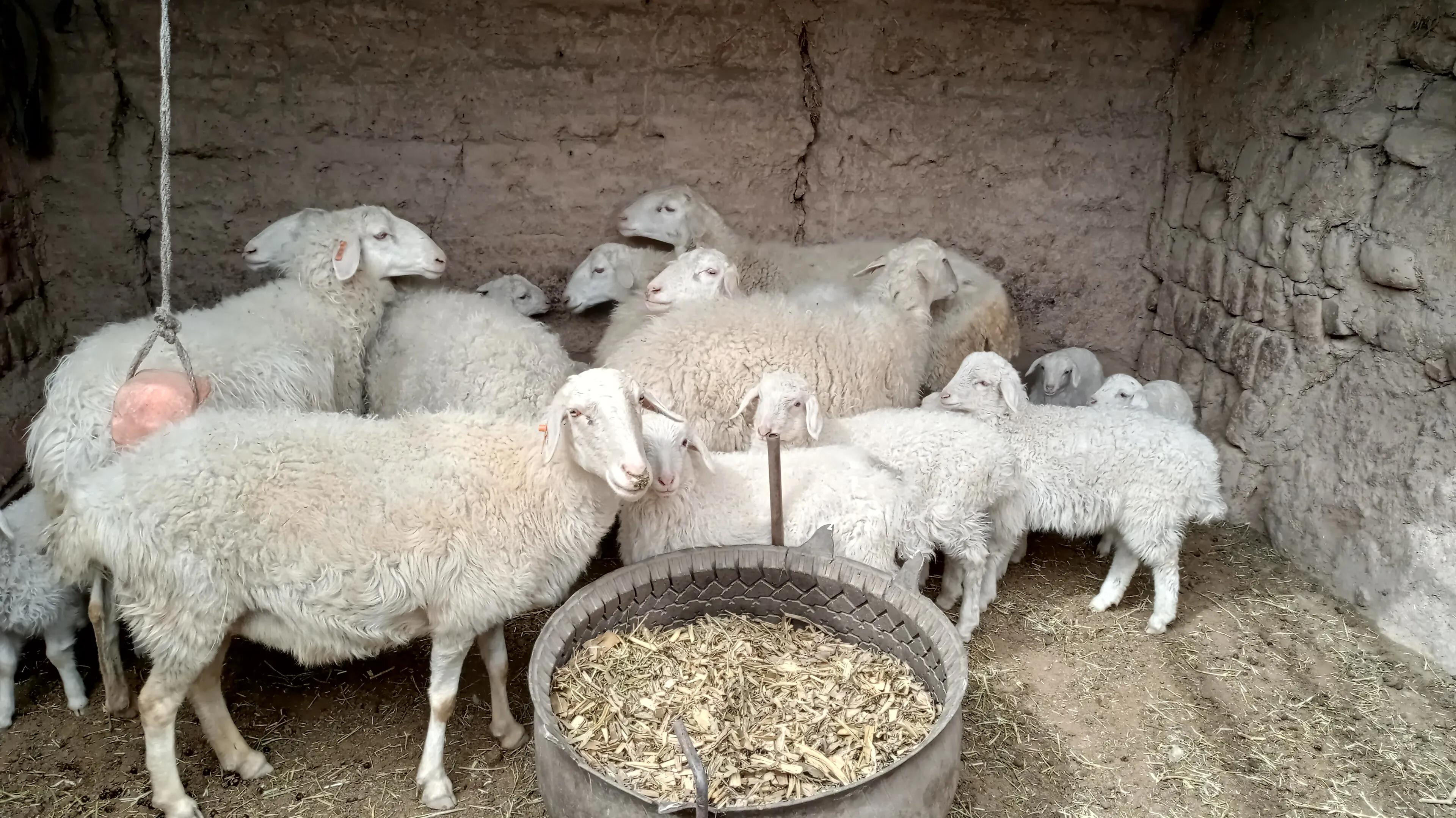 养20只湖羊种羊一年能挣多少钱,养100只湖羊一年的利润