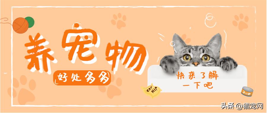 养宠物的好处和不养宠物的坏处,养宠物的好处与坏处英文