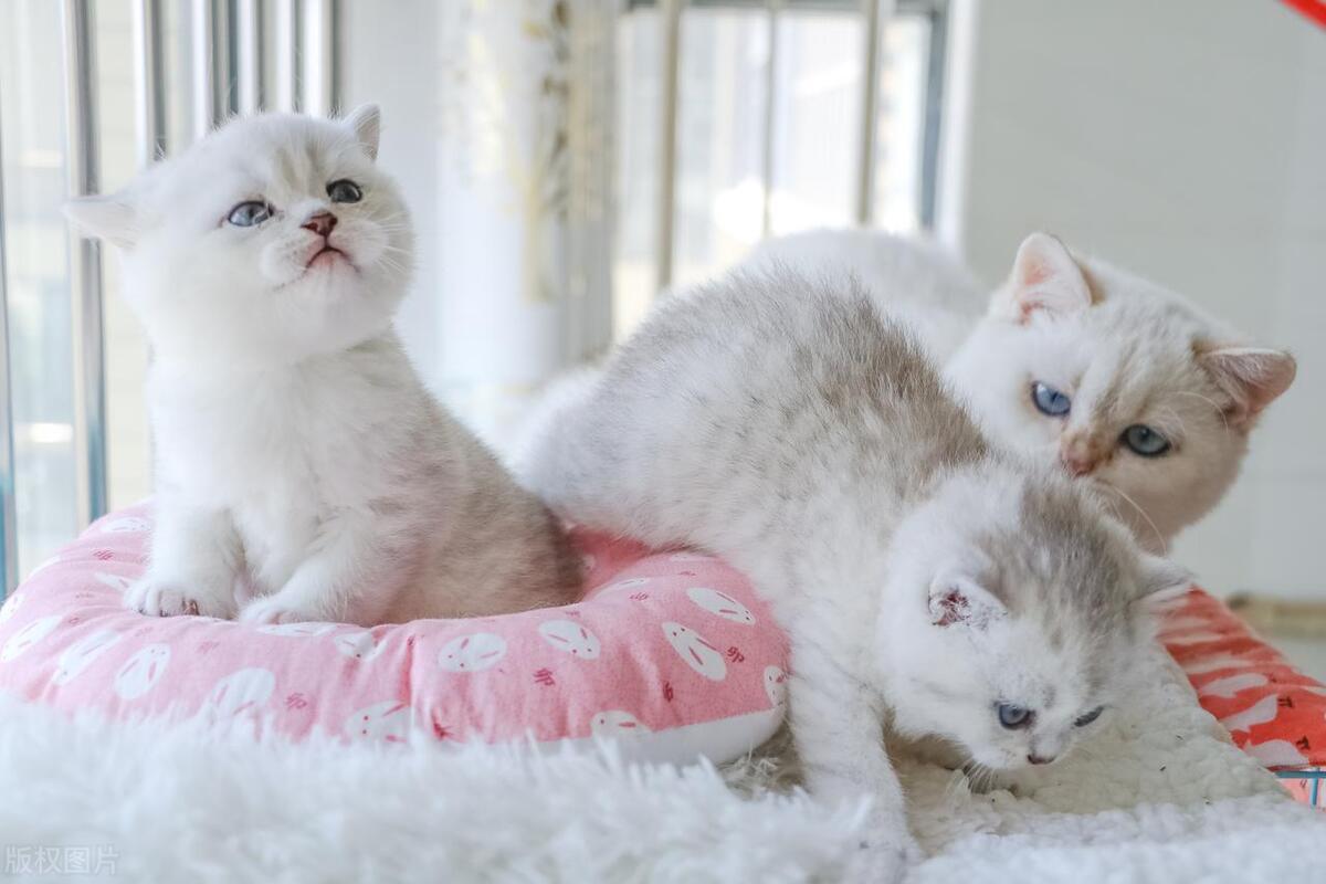 后院猫有多厉害,后院猫和病猫有什么区别