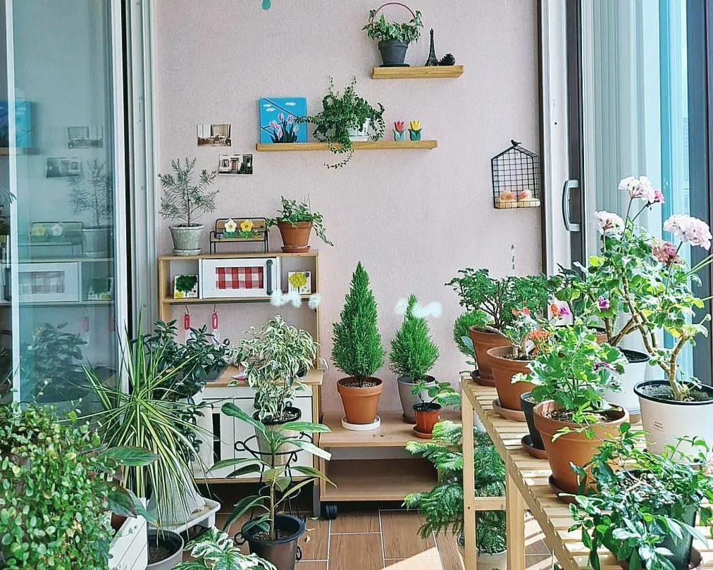 治愈系盆栽绿植推荐,室内小型绿植花卉推荐品种