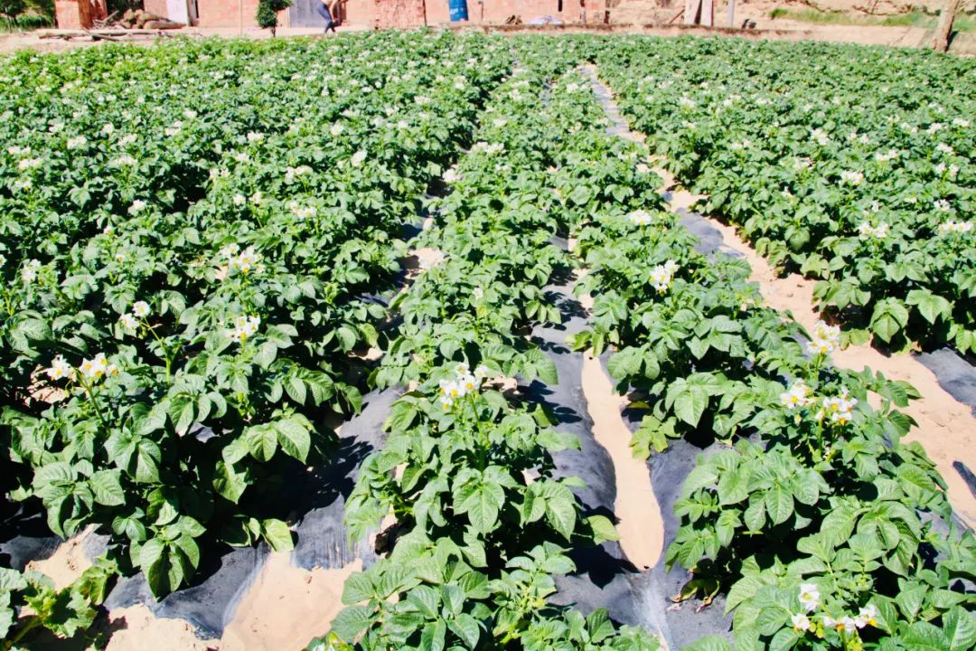 【融媒联动·全域旅游】美艳!专属农民的浪漫——青岚的洋芋花开“赛牡丹”