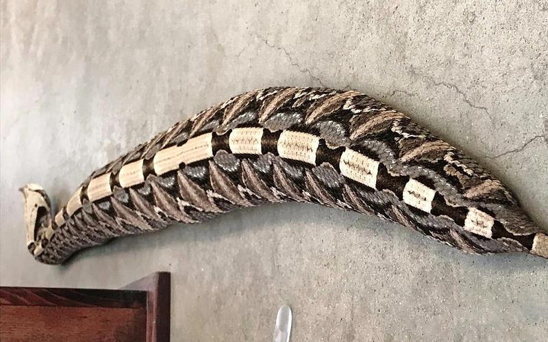 蛇类排名第一的图,蛇类十大排名