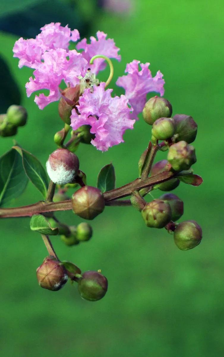 紫薇花壁纸高清全屏,唯美紫壁纸