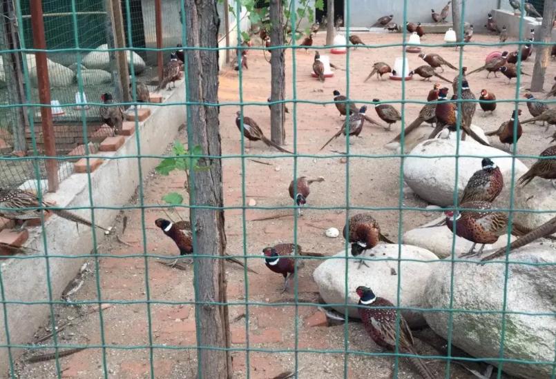 散养鸡网围栏厂家,散养鸡场网围栏价格