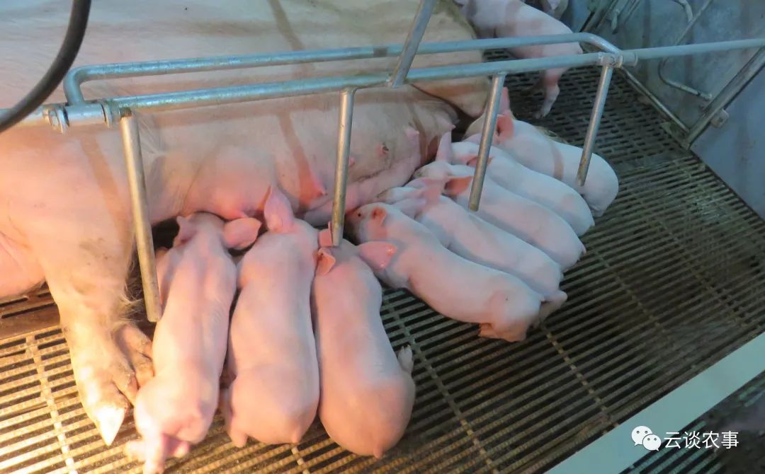 母猪的产后护理小说,母猪的产后护理书籍