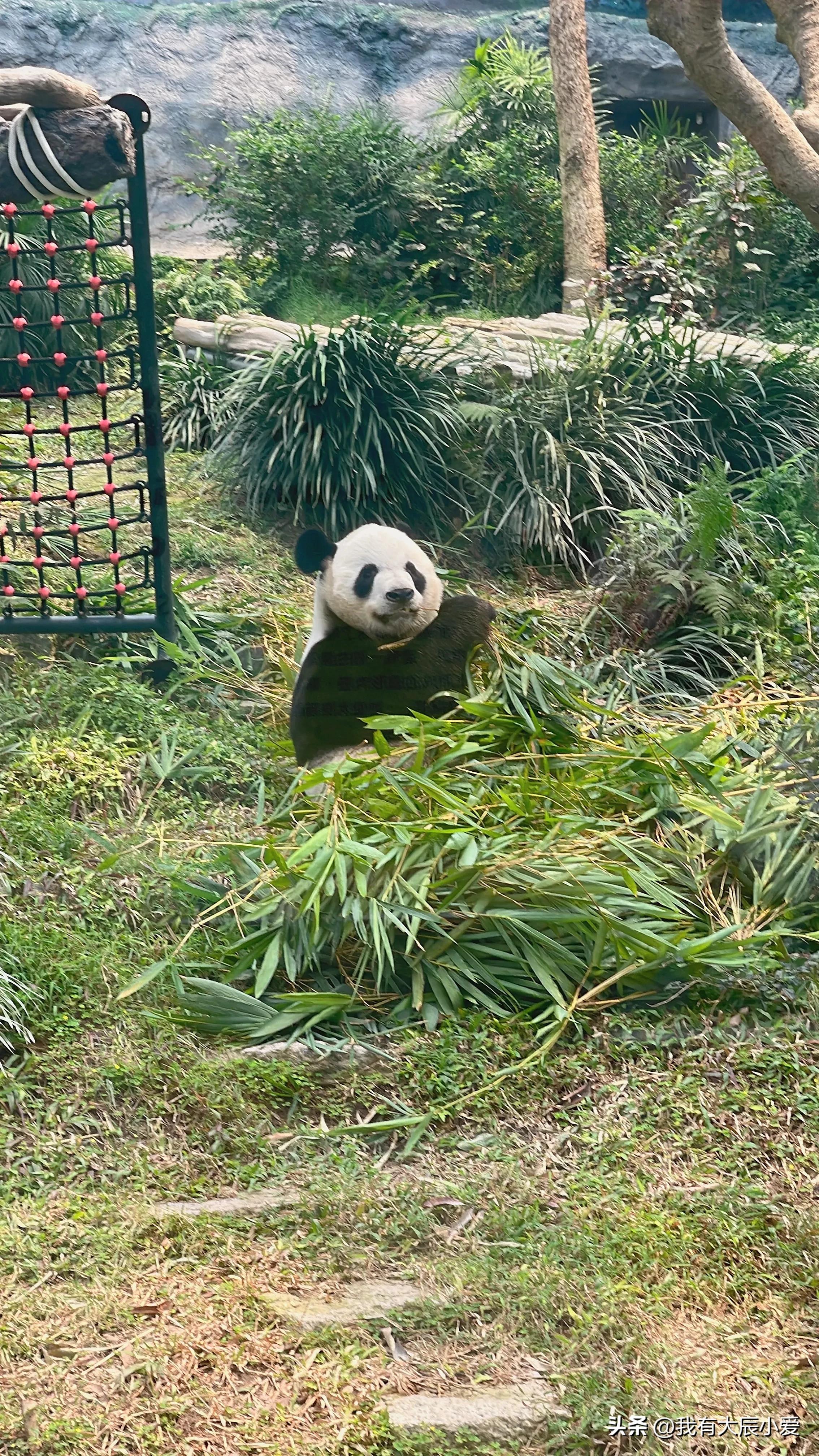 去澳门带小孩攻略,带娃去澳门好玩吗