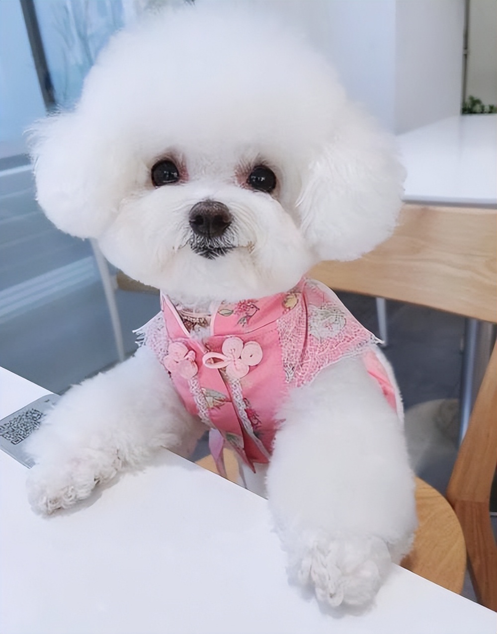 无体味不掉毛不拆家不叫的狗,体味最大的狗狗排行榜前十位