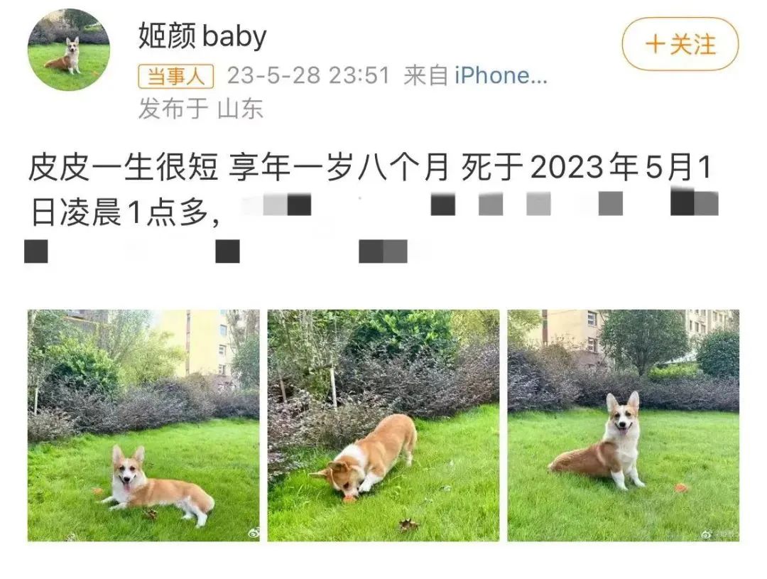 家暴男砍死柯基后续截图,家暴男砍死柯基后续