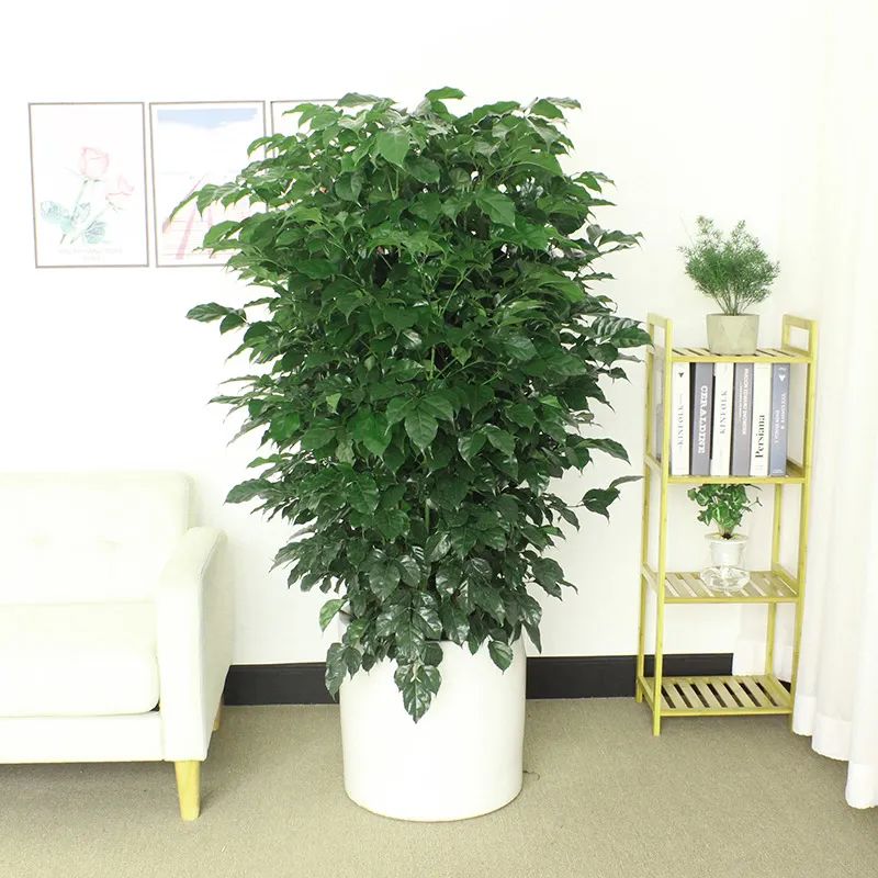 幸福树叶子掉了怎么再长茂盛,幸福树爱掉叶怎么办