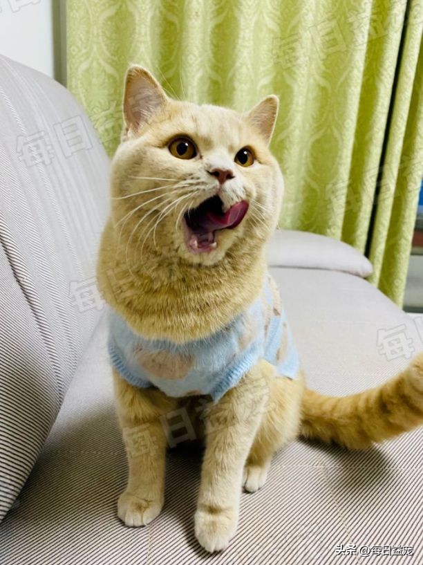 买猫被忽悠高价买了猫粮,网上买猫被骗猫咪回来不吃不喝